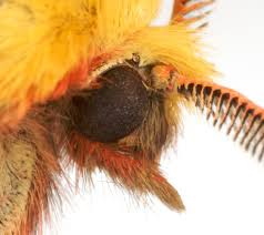 Attēlu rezultāti vaicājumam “Diacrisia sannio male”