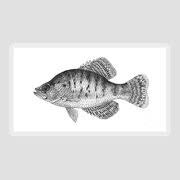 Image result for Pomoxis annularis