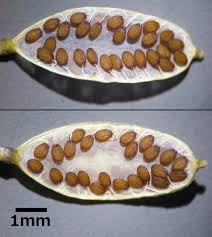 Attēlu rezultāti vaicājumam “Erophila verna fruit”