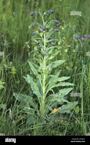 Attēlu rezultāti vaicājumam “Cynoglossum officinale leaf”