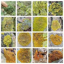 Attēlu rezultāti vaicājumam “Lichenoconium xanthoriae”