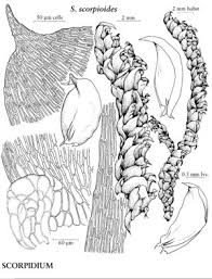 Attēlu rezultāti vaicājumam “Scorpidium scorpioides”