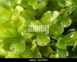 Attēlu rezultāti vaicājumam “Syntrichia latifolia”