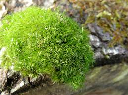 Attēlu rezultāti vaicājumam “Campylopus pyriformis”