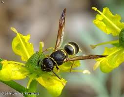 Attēlu rezultāti vaicājumam “Ancistrocerus sp. male”