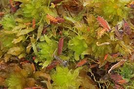 Attēlu rezultāti vaicājumam “Cephaloziella elachista”