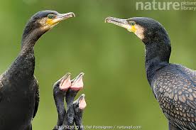 Attēlu rezultāti vaicājumam “Phalacrocorax carbo nest”