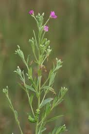 Image result for Weidenröschen