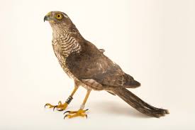 Attēlu rezultāti vaicājumam “Accipiter nisus”