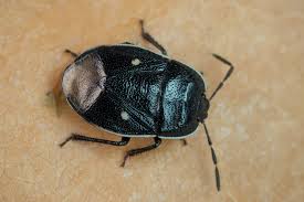 Attēlu rezultāti vaicājumam “Adomerus biguttatus”