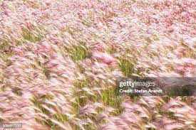 Attēlu rezultāti vaicājumam “Hordeum jubatum”