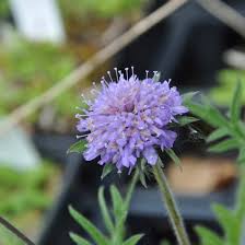 Attēlu rezultāti vaicājumam “Knautia arvensis flower”