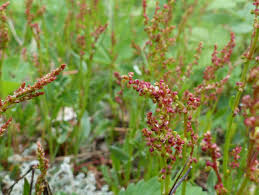 Attēlu rezultāti vaicājumam “Rumex acetosella flower”