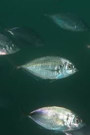 Image result for Pseudocaranx dentex