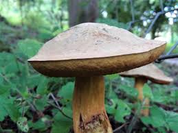 Attēlu rezultāti vaicājumam “Boletus luridus”