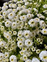 Image result for Tanacetum parthenium 'Tetraweiss'