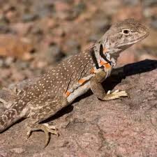 Attēlu rezultāti vaicājumam “Leiocolea collaris”