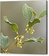 Attēlu rezultāti vaicājumam “Frangula alnus flower”