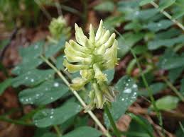 Attēlu rezultāti vaicājumam “Astragalus glycyphyllos”