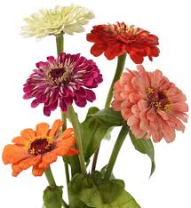 Image result for Zinnia elegans