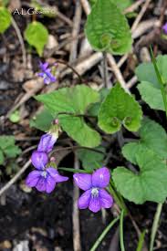 Attēlu rezultāti vaicājumam “Viola riviniana fruit”