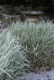 Attēlu rezultāti vaicājumam “Holcus mollis”