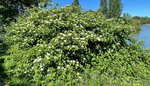 Attēlu rezultāti vaicājumam “Cornus alba”