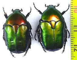 Attēlu rezultāti vaicājumam “Potosia cuprea”