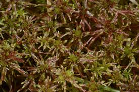 Attēlu rezultāti vaicājumam “Sphagnum quinquefarium”