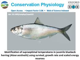 Image result for Alosa aestivalis