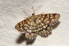 Attēlu rezultāti vaicājumam “Chiasmia clathrata”