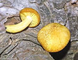 Attēlu rezultāti vaicājumam “Gymnopilus sapineus”