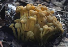 Attēlu rezultāti vaicājumam “Leotia lubrica”