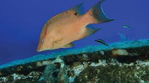 Image result for Lachnolaimus maximus