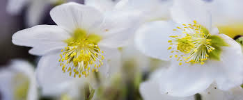 Image result for Christrose