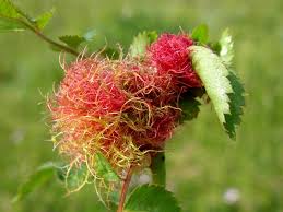 Attēlu rezultāti vaicājumam “Diplolepis rosae”