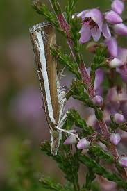Attēlu rezultāti vaicājumam “Catoptria fulgidella”