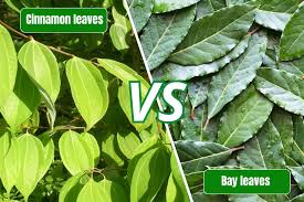 Attēlu rezultāti vaicājumam “Cinna latifolia leaf”