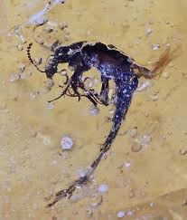 Attēlu rezultāti vaicājumam “Lymexylidae”