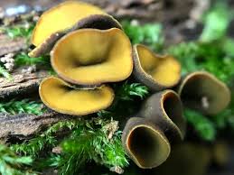 Attēlu rezultāti vaicājumam “Chlorencoelia versiformis”