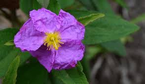 Attēlu rezultāti vaicājumam “Cistaceae”