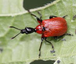 Attēlu rezultāti vaicājumam “Attelabidae”