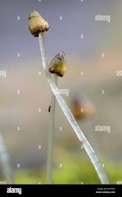 Attēlu rezultāti vaicājumam “Comatricha elegans stalked”