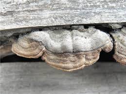 Attēlu rezultāti vaicājumam “Gloeophyllum abietinum”