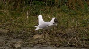 Attēlu rezultāti vaicājumam “Larus ridibundus eggs”