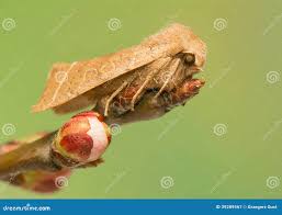 Attēlu rezultāti vaicājumam “Orthosia cerasi”