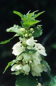 Attēlu rezultāti vaicājumam “Lamium album flower”