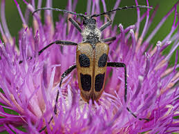 Attēlu rezultāti vaicājumam “Pachyta quadrimaculata”