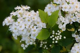 Attēlu rezultāti vaicājumam “Spiraea chamaedryfolia”