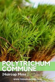 Attēlu rezultāti vaicājumam “Polytrichum strictum”